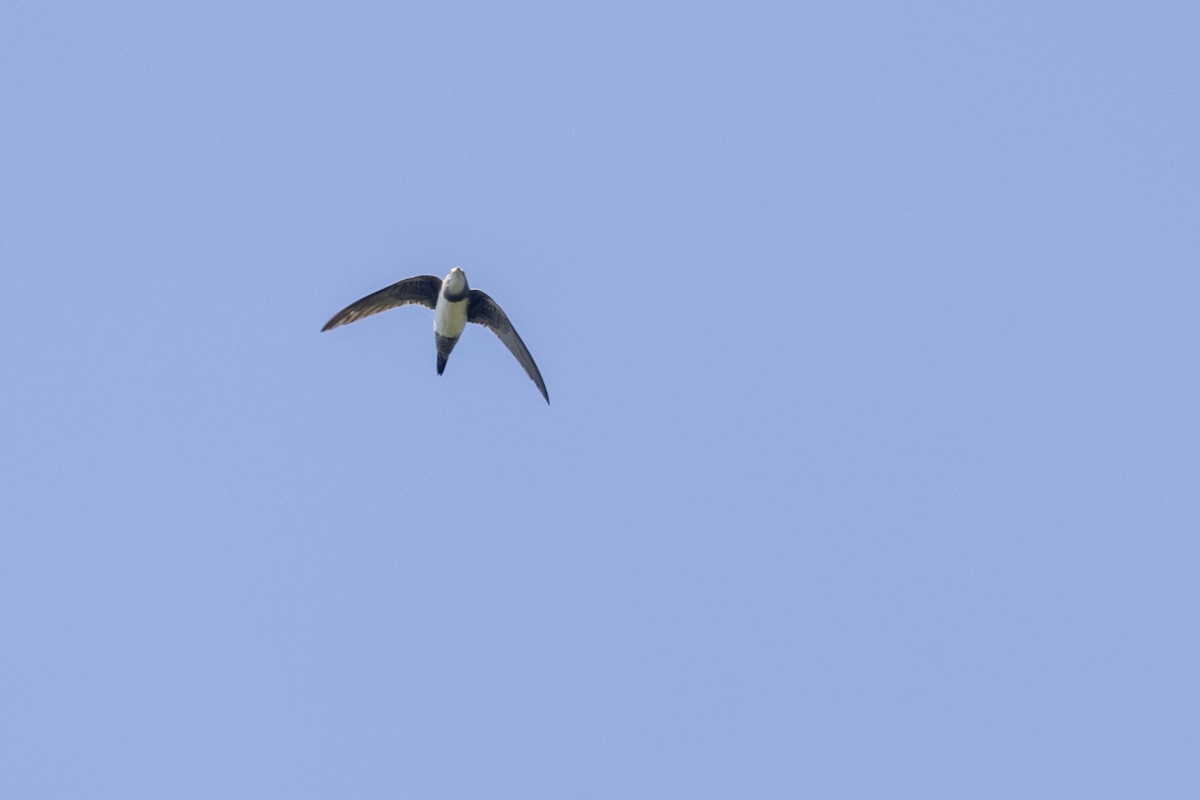 Серпокрилець білочеревий - ML646875951