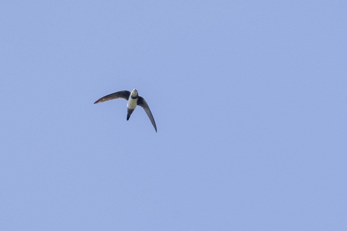 Серпокрилець білочеревий - ML646875952