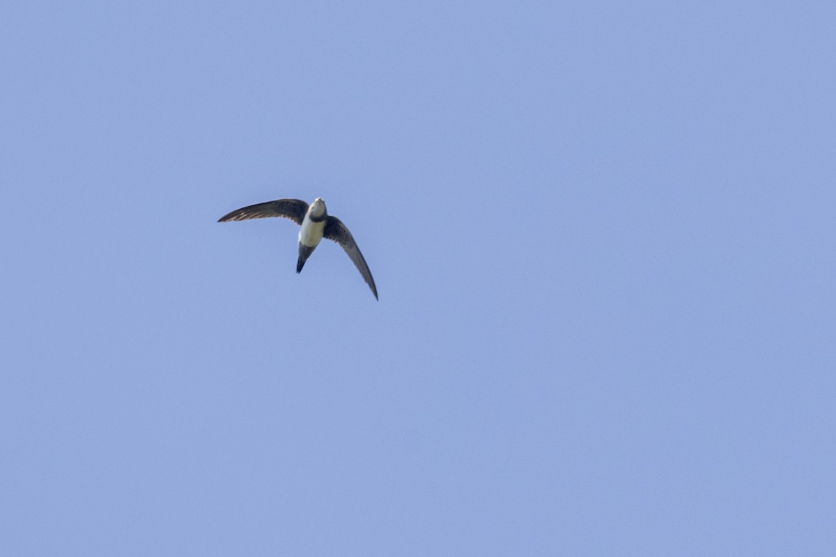 Vencejo Real - ML646875953