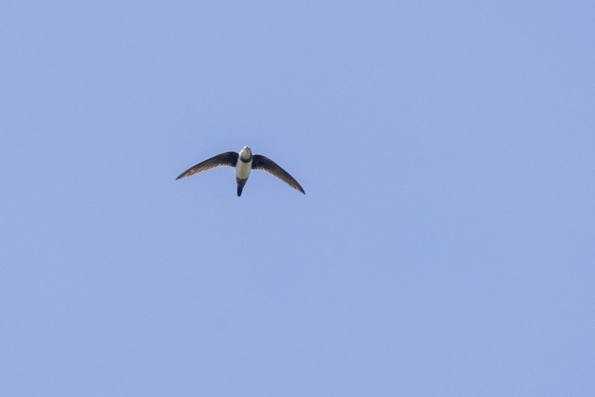 Vencejo Real - ML646875955