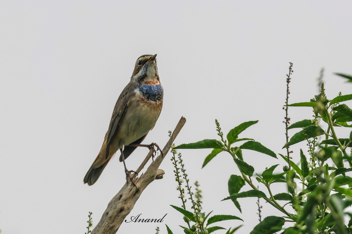 Gorgebleue à miroir - ML646875967