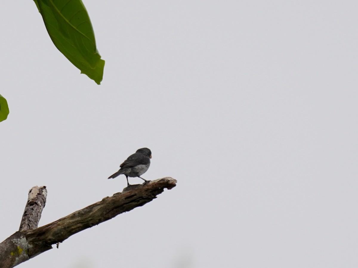 Gray Seedeater - ML646875968