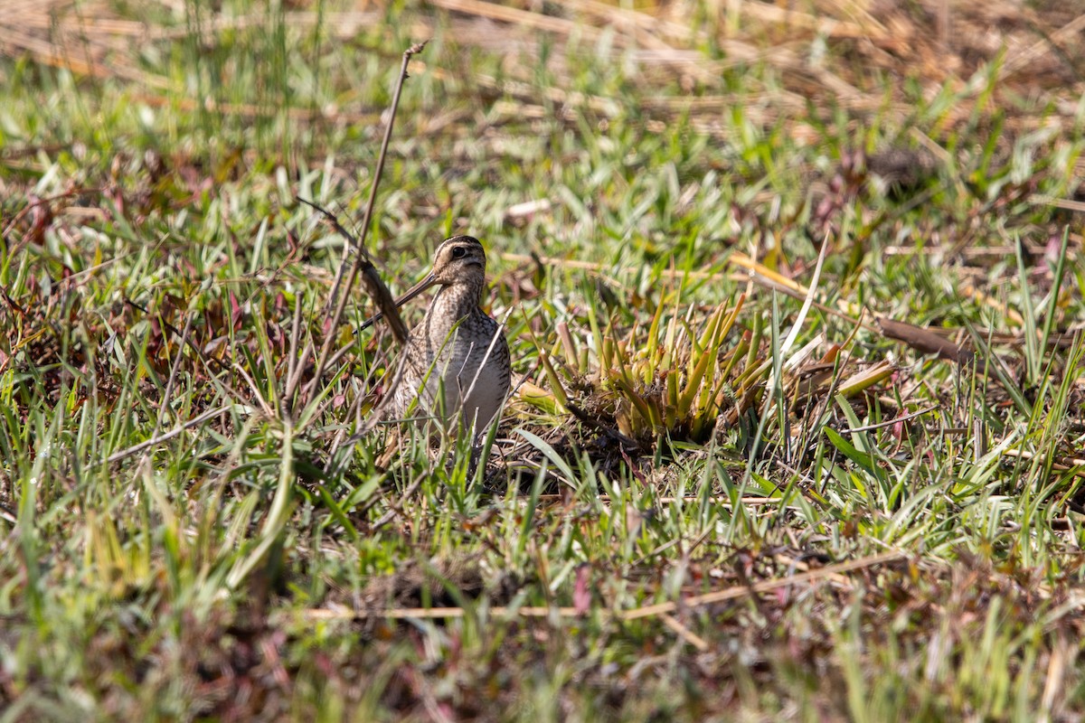 Agachadiza Japonesa - ML646875974