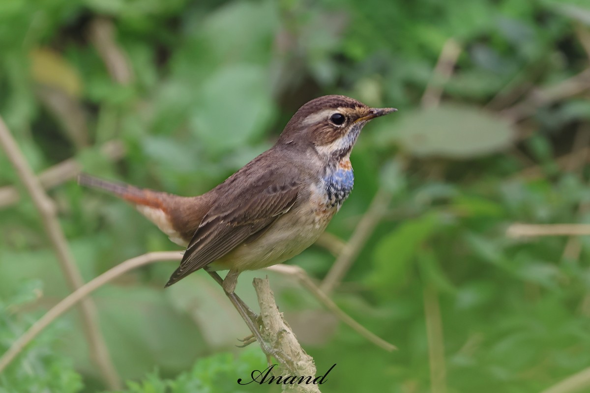 Gorgebleue à miroir - ML646875975