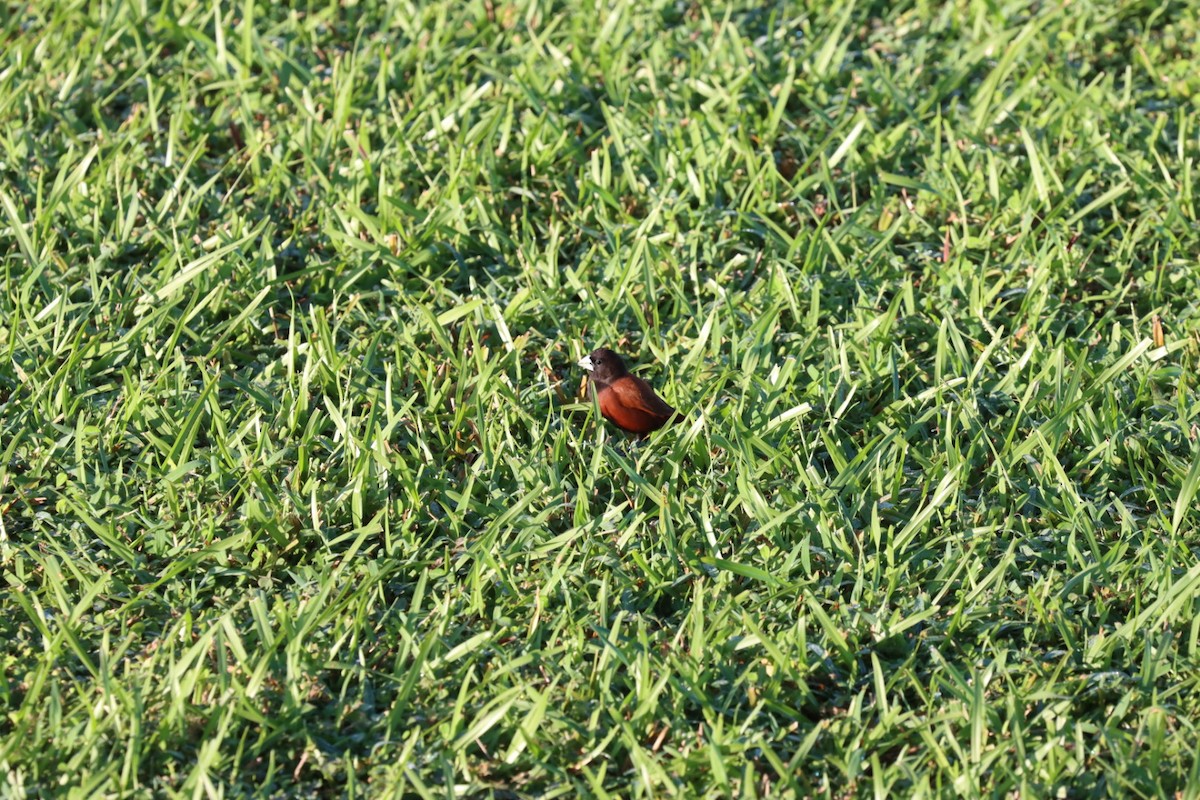 Capuchino Castaño - ML646875976