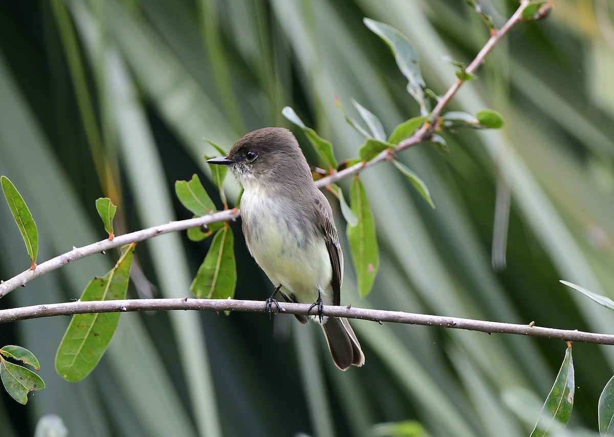 Mosquero Fibí - ML646875979