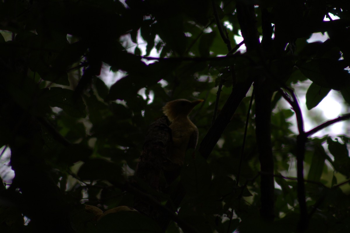 Carpintero Amarillo - ML646875980