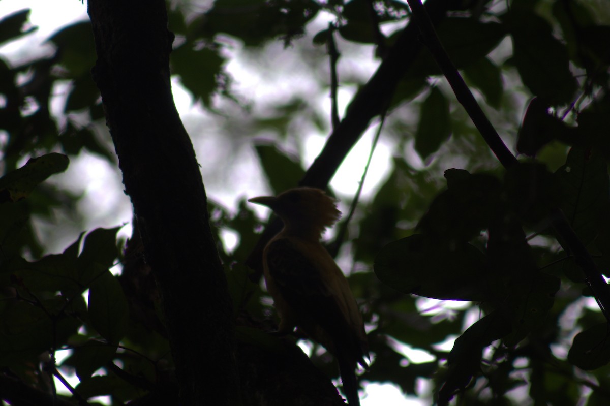 Carpintero Amarillo - ML646875981