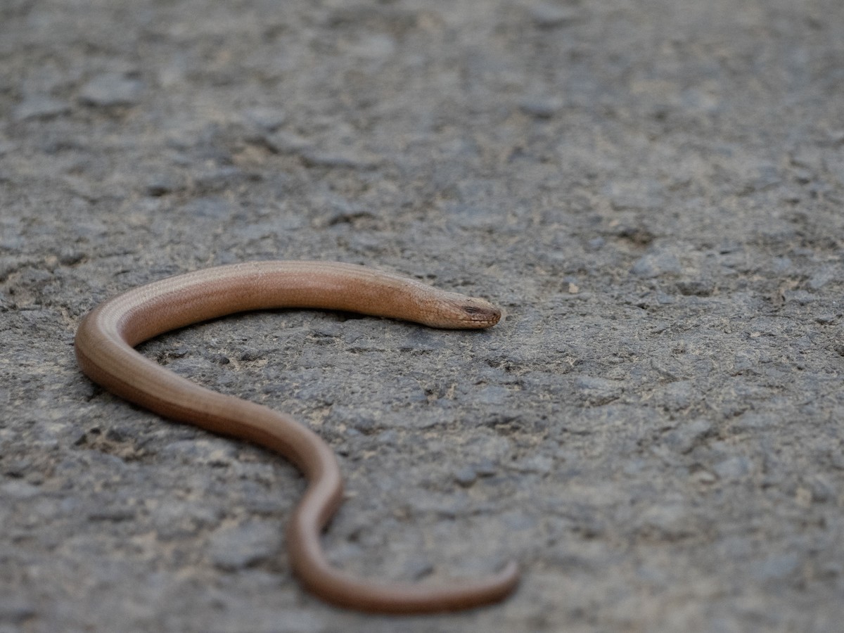Common Slowworm - ML646875982
