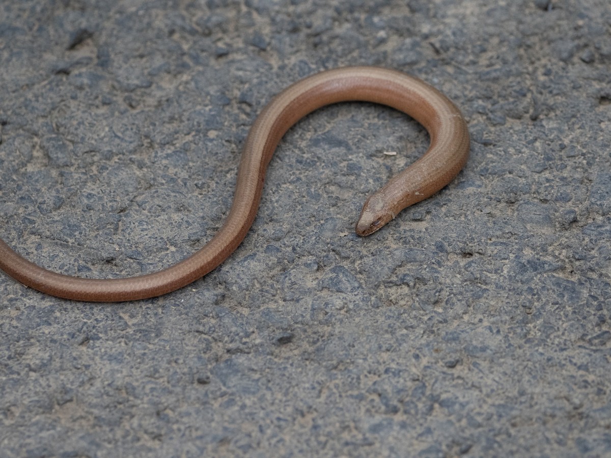 Common Slowworm - ML646875983