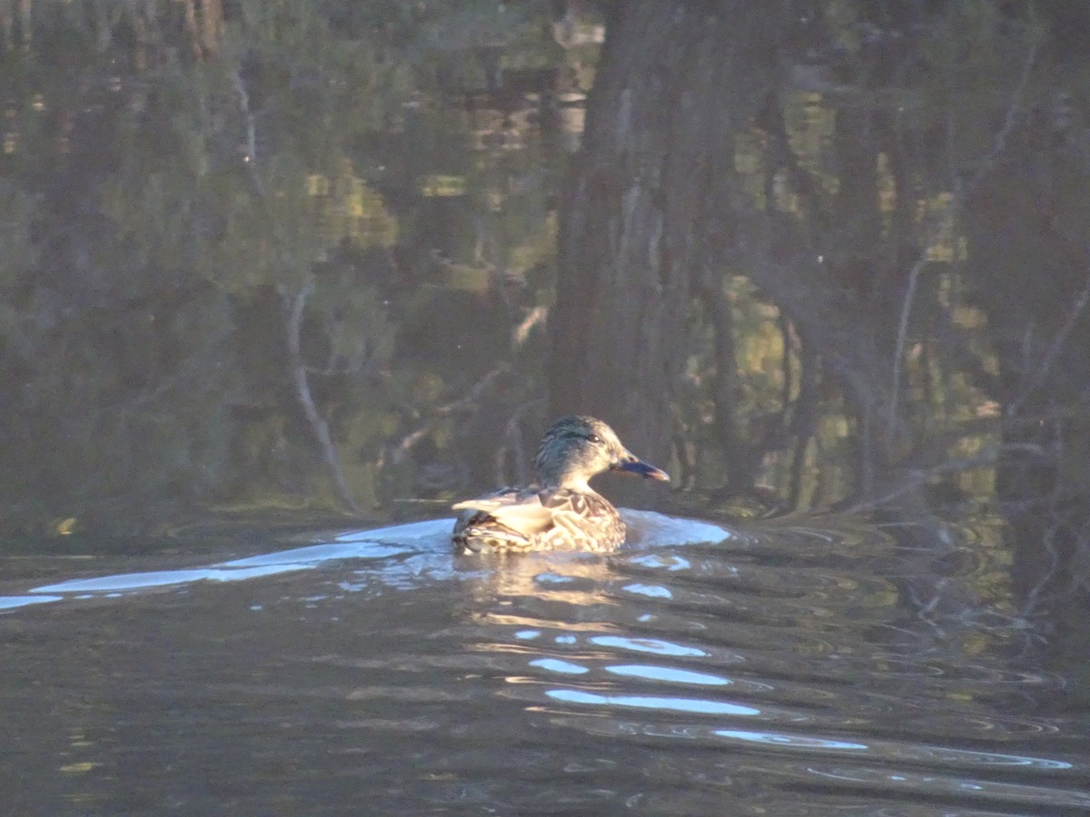 Pato sp. - ML646875991