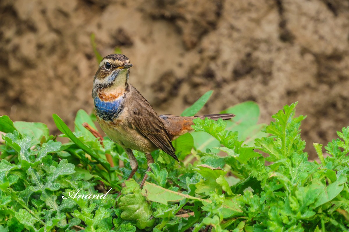 Ruiseñor Pechiazul - ML646875992