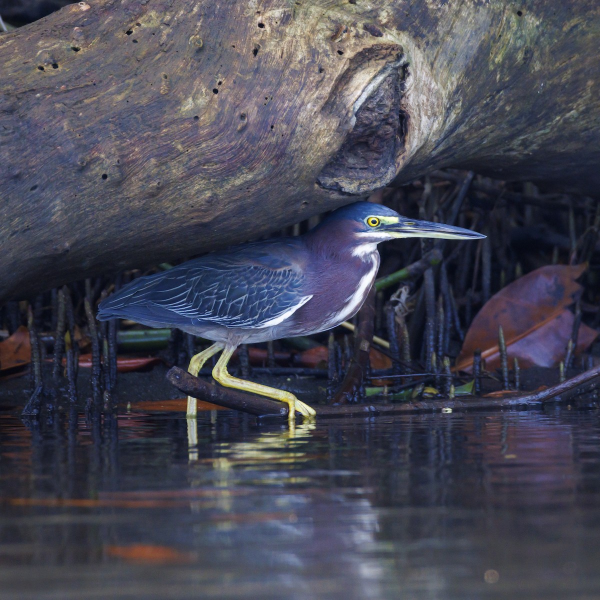 Garcilla Verde - ML646875997