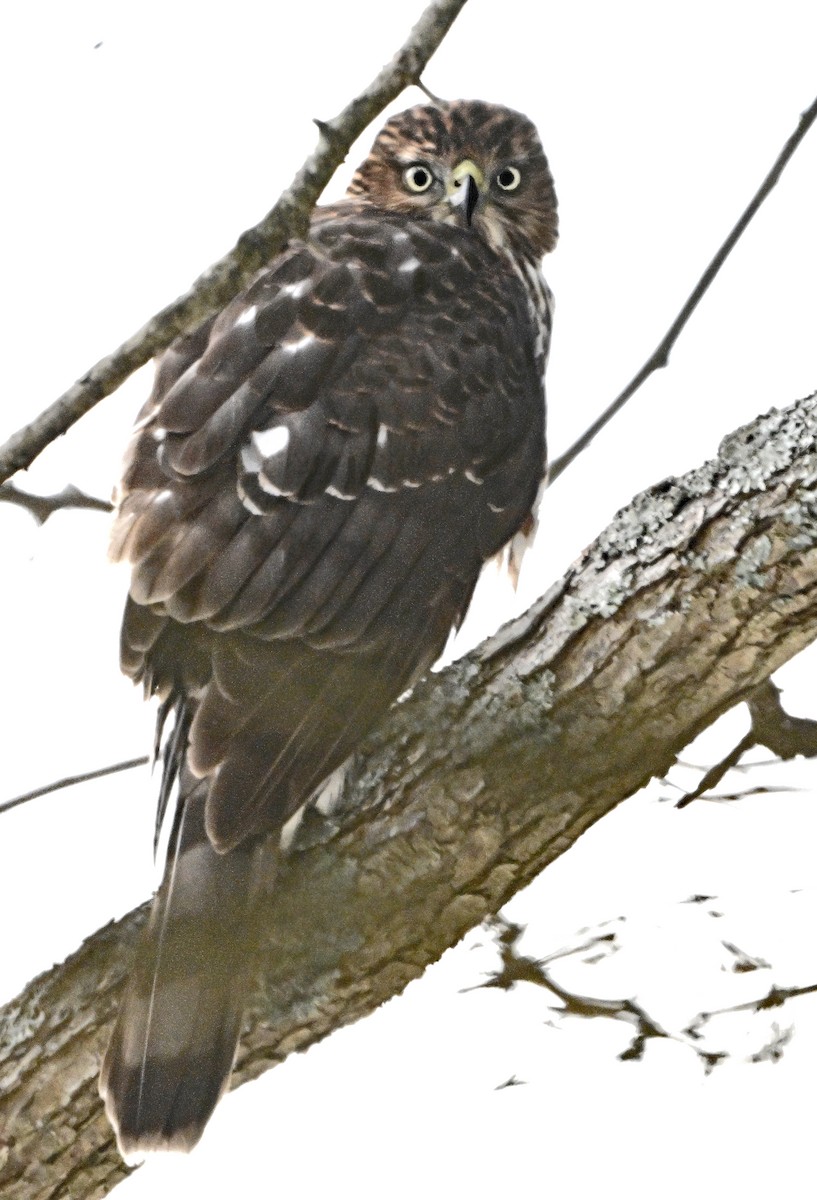 jestřáb americký - ML646875999