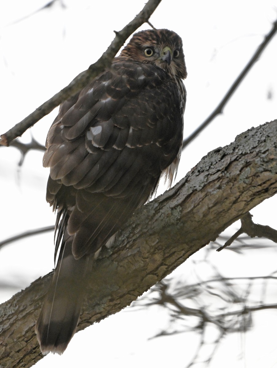 jestřáb americký - ML646876000