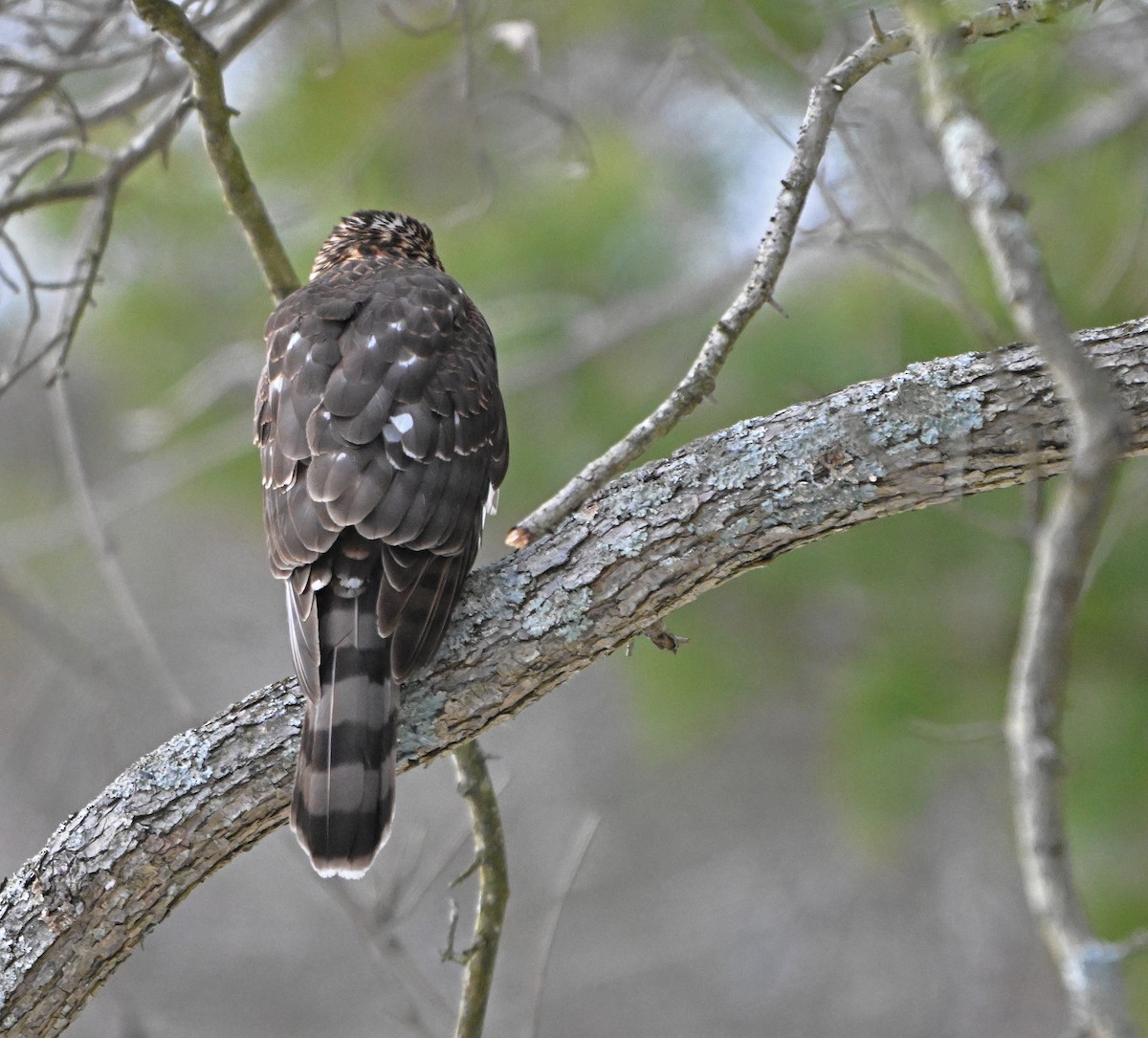 jestřáb americký - ML646876001