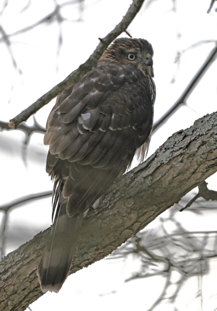 jestřáb americký - ML646876002