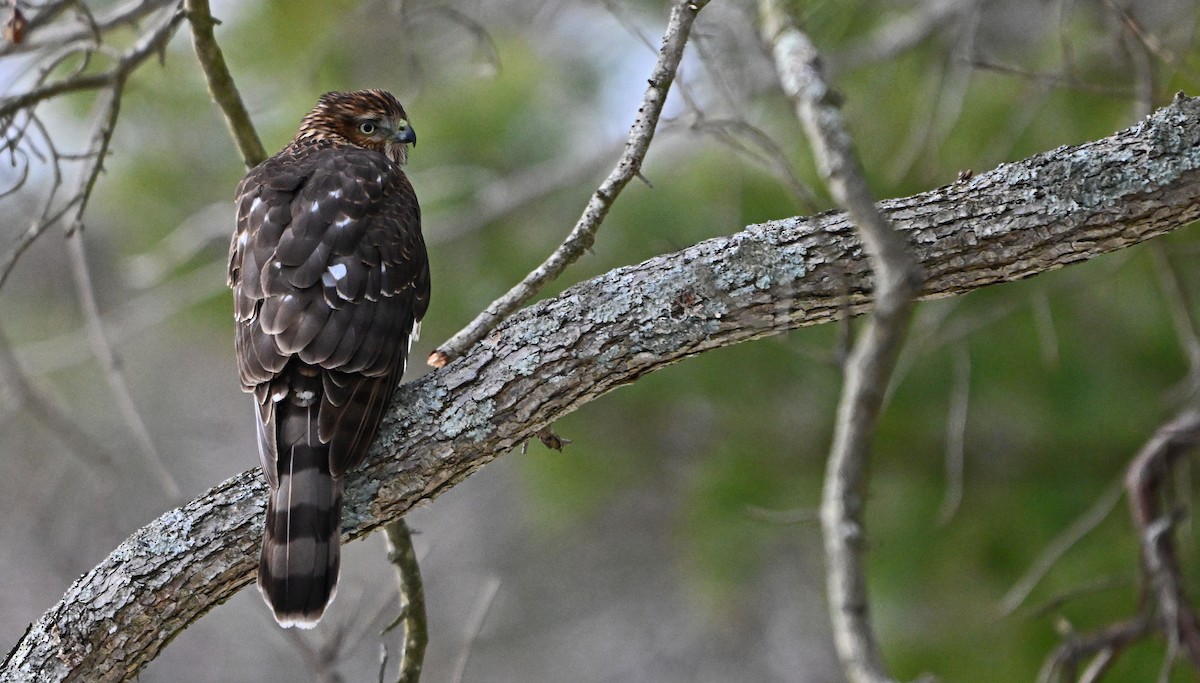 jestřáb americký - ML646876003