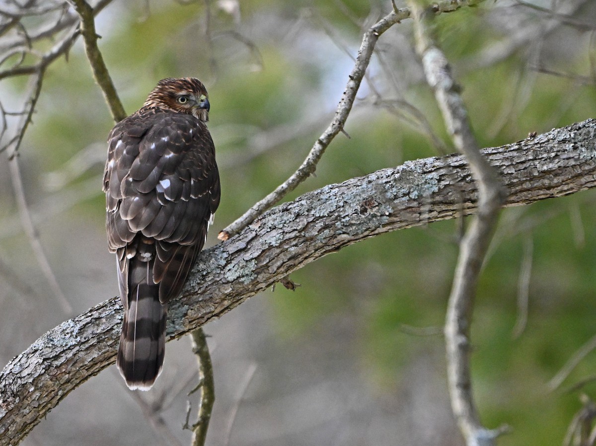 jestřáb americký - ML646876004