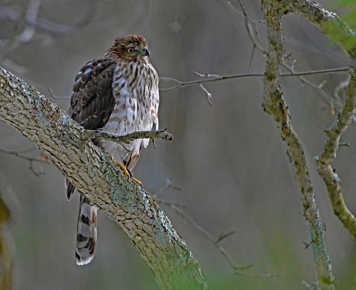 jestřáb americký - ML646876005