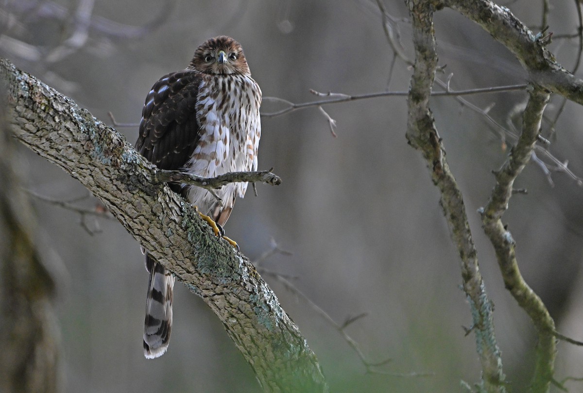 jestřáb americký - ML646876006