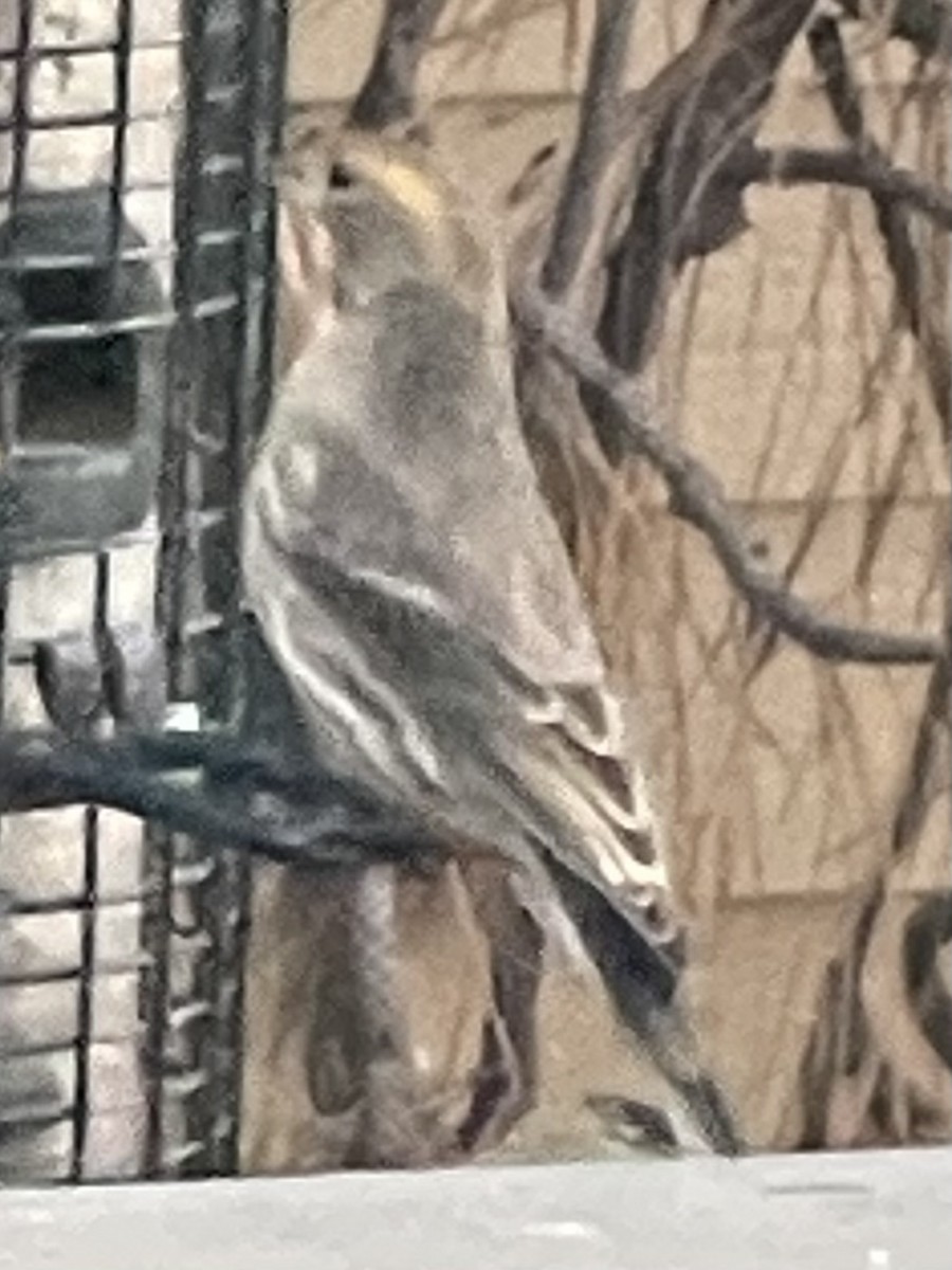 Camachuelo Mexicano - ML646876017