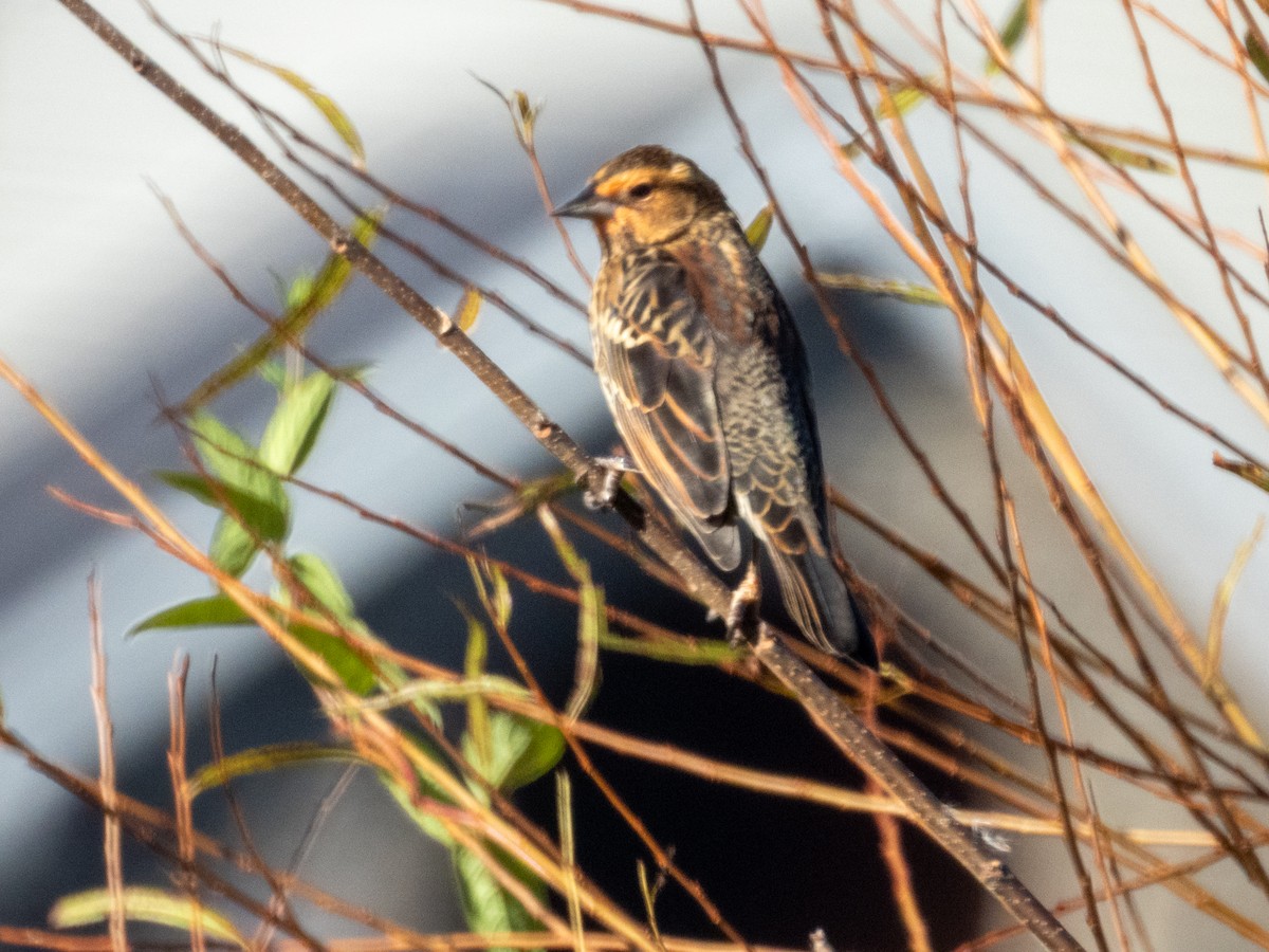 Sargento Alirrojo - ML646876019