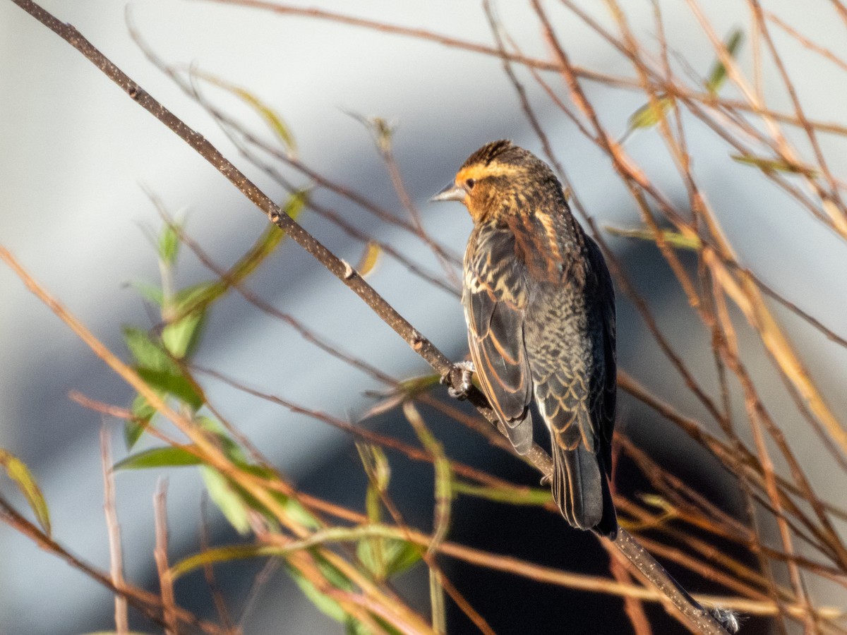 Sargento Alirrojo - ML646876020