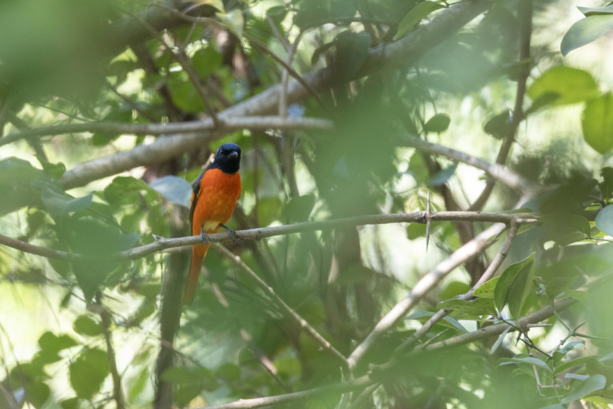 Minivet Naranja - ML646876023