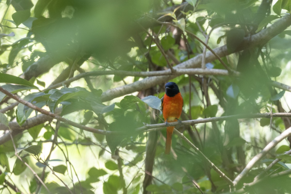 Minivet Naranja - ML646876024