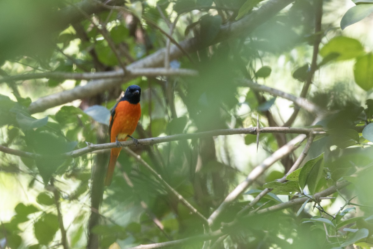 Minivet Naranja - ML646876025