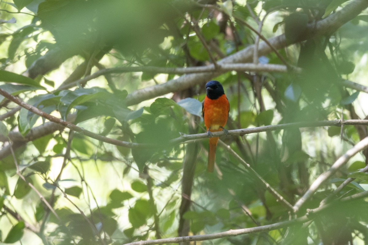 Minivet Naranja - ML646876026