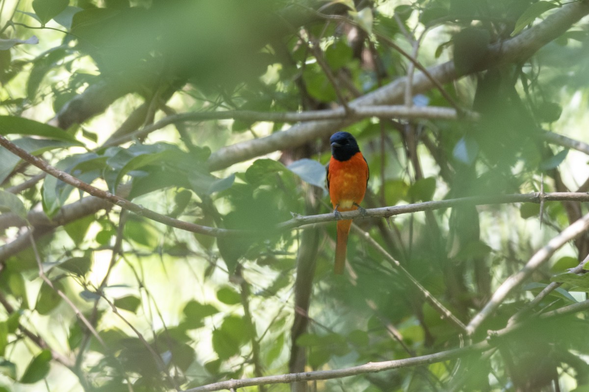 ヒイロサンショウクイ - ML646876027