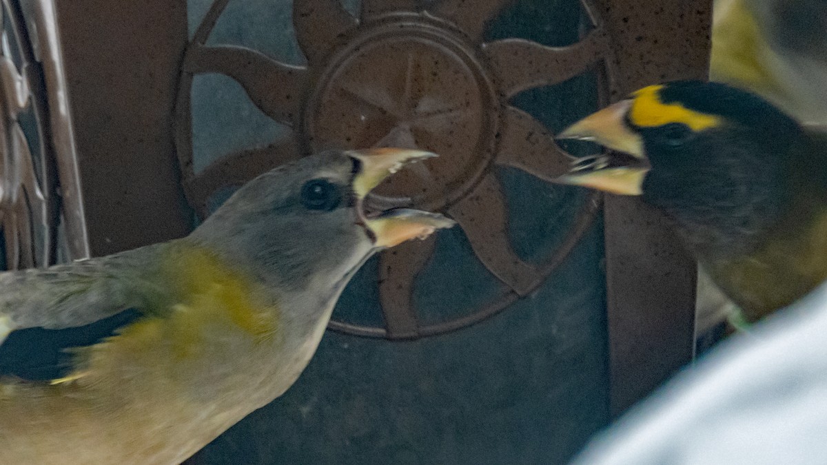 Picogordo Vespertino - ML646876031