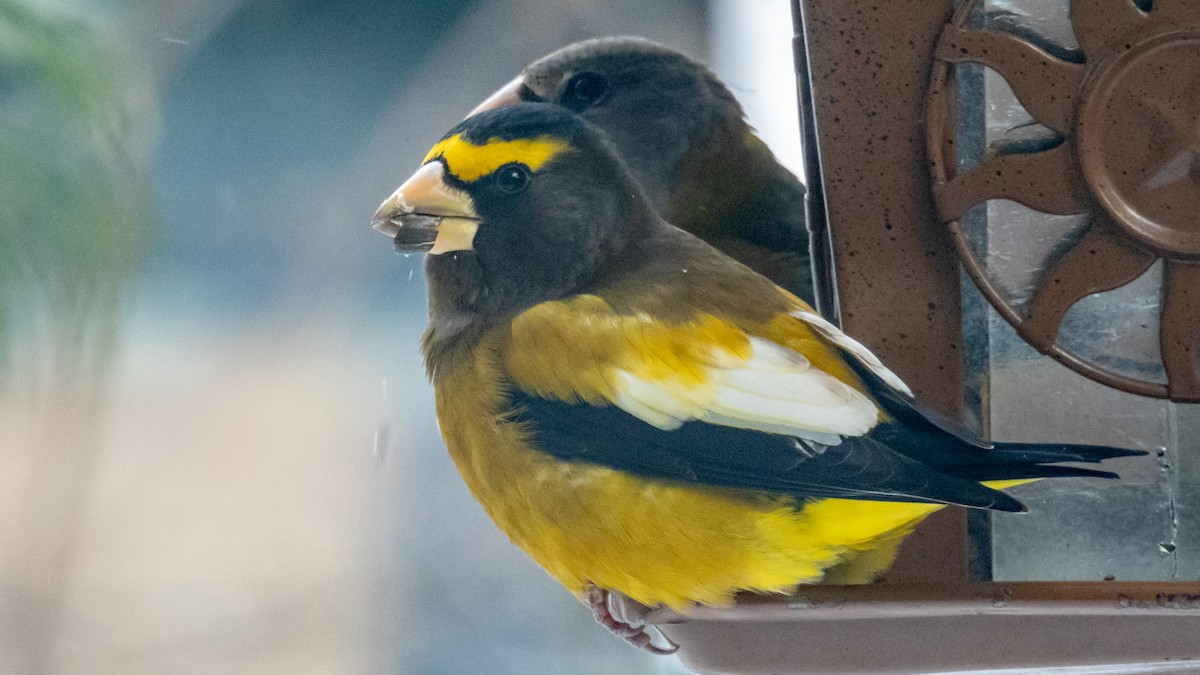 Picogordo Vespertino - ML646876032