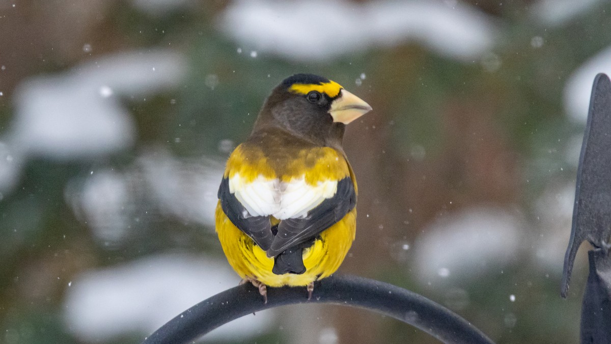 Picogordo Vespertino - ML646876033