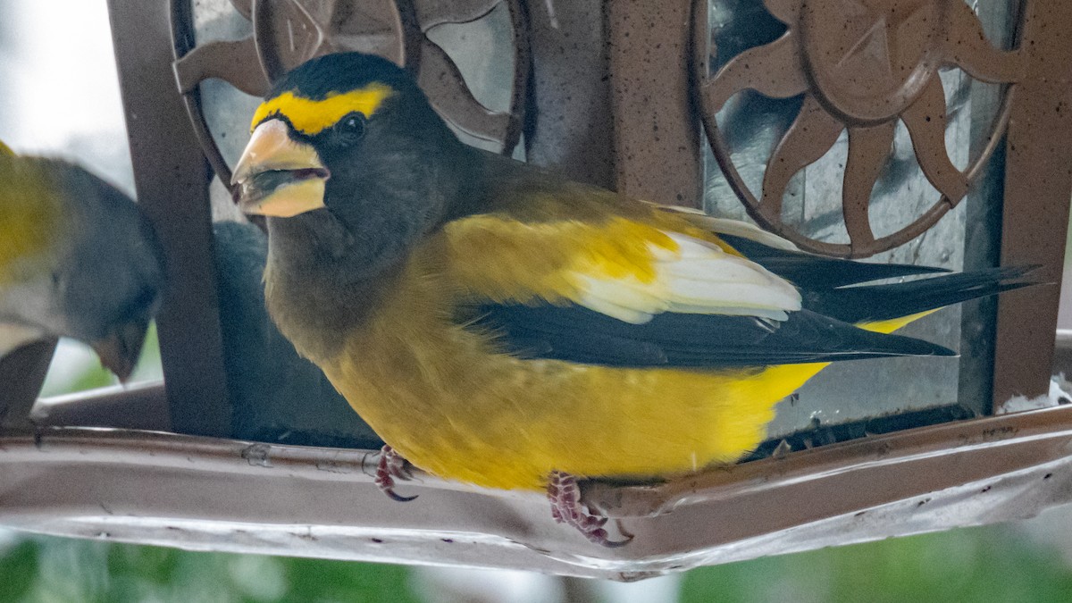 Picogordo Vespertino - ML646876034