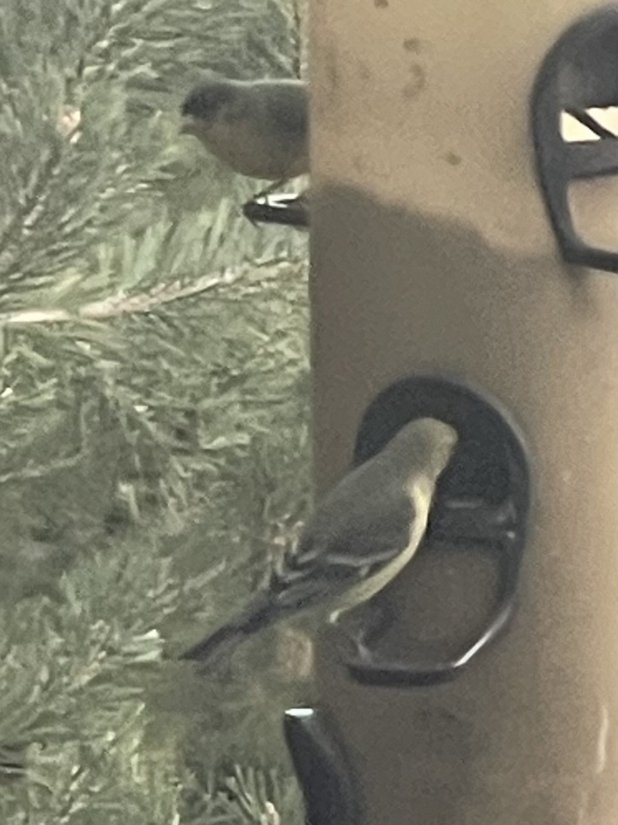 Jilguero Menor - ML646876035