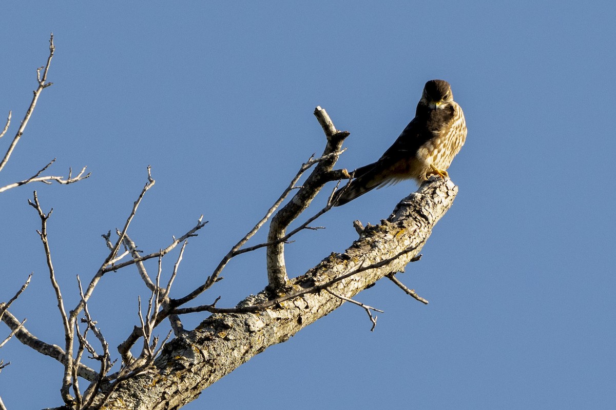 Esmerejón - ML646876042