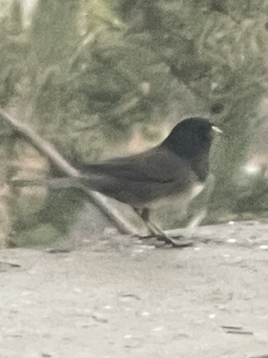 Junco Ojioscuro - ML646876043