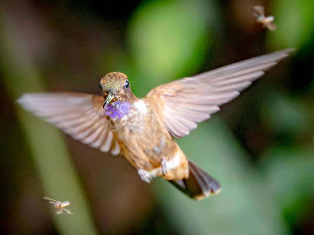 Inca Pardo - ML646876044