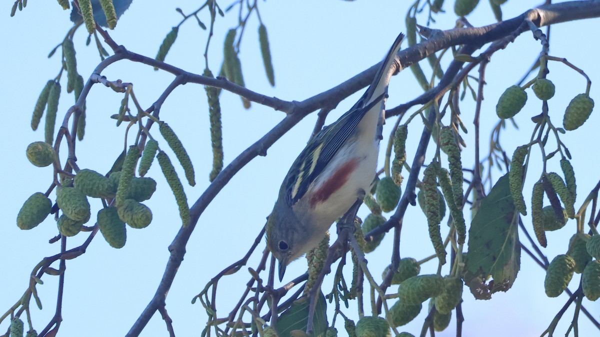 brunsideparula - ML646876045