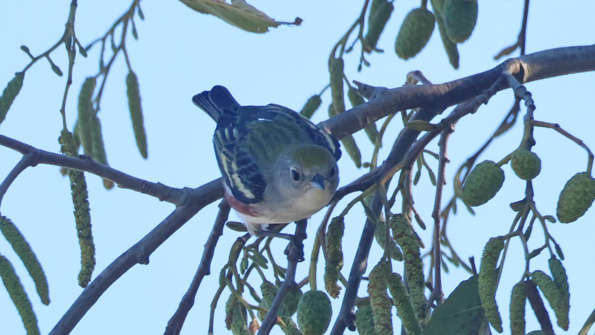 brunsideparula - ML646876065