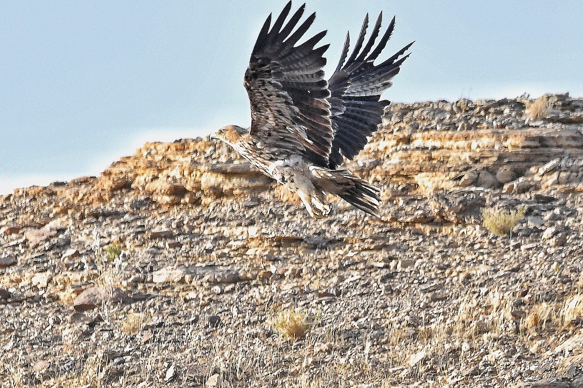 カタシロワシ - ML646876073