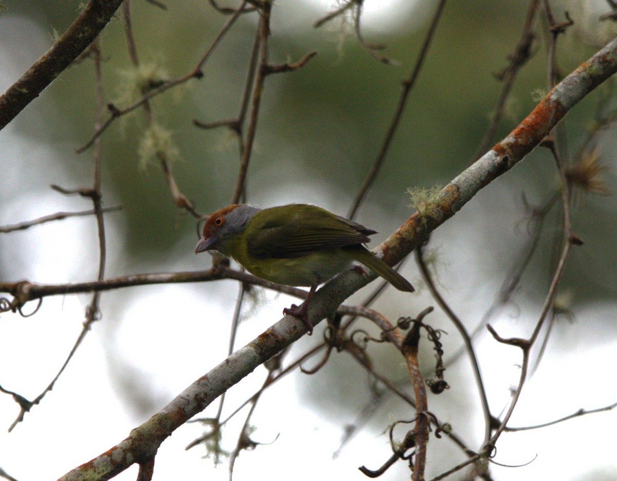 Rufous-browed Peppershrike - ML646876076
