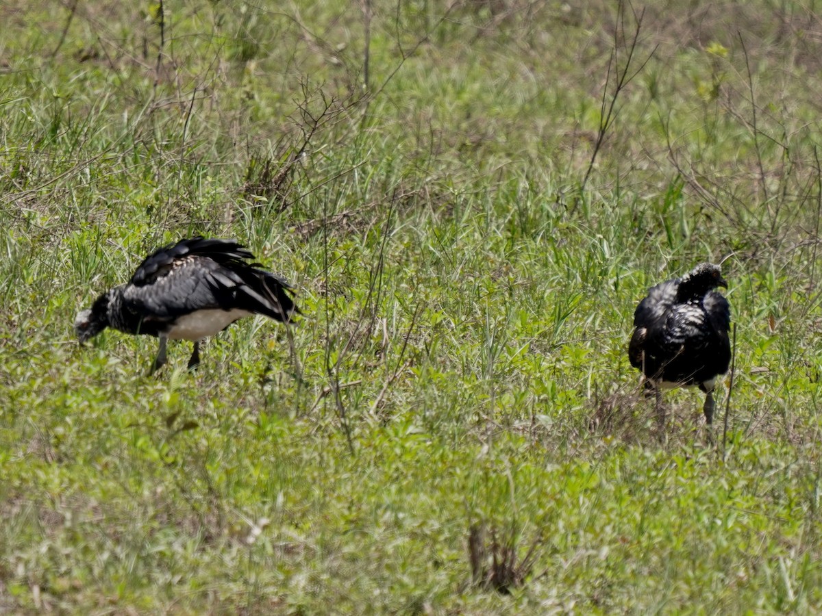 Horned Screamer - ML646876082