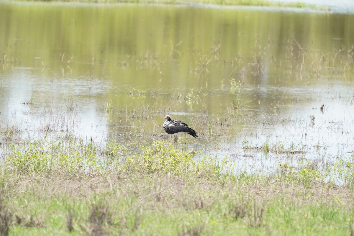 Horned Screamer - ML646876083