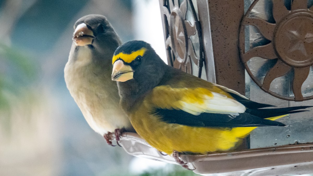 עב-מקור ערב - ML646876084