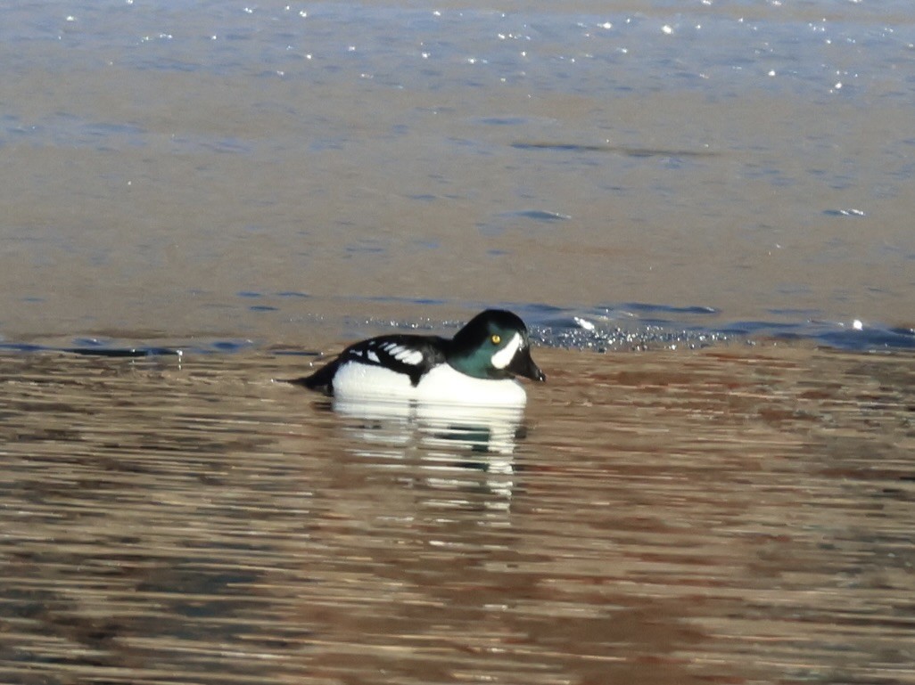 Гоголь ісландський - ML646876087