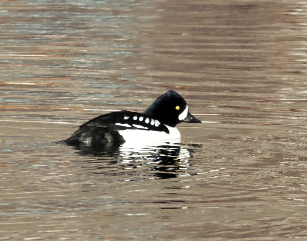 Гоголь ісландський - ML646876088